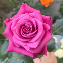 Cool Blue Rose