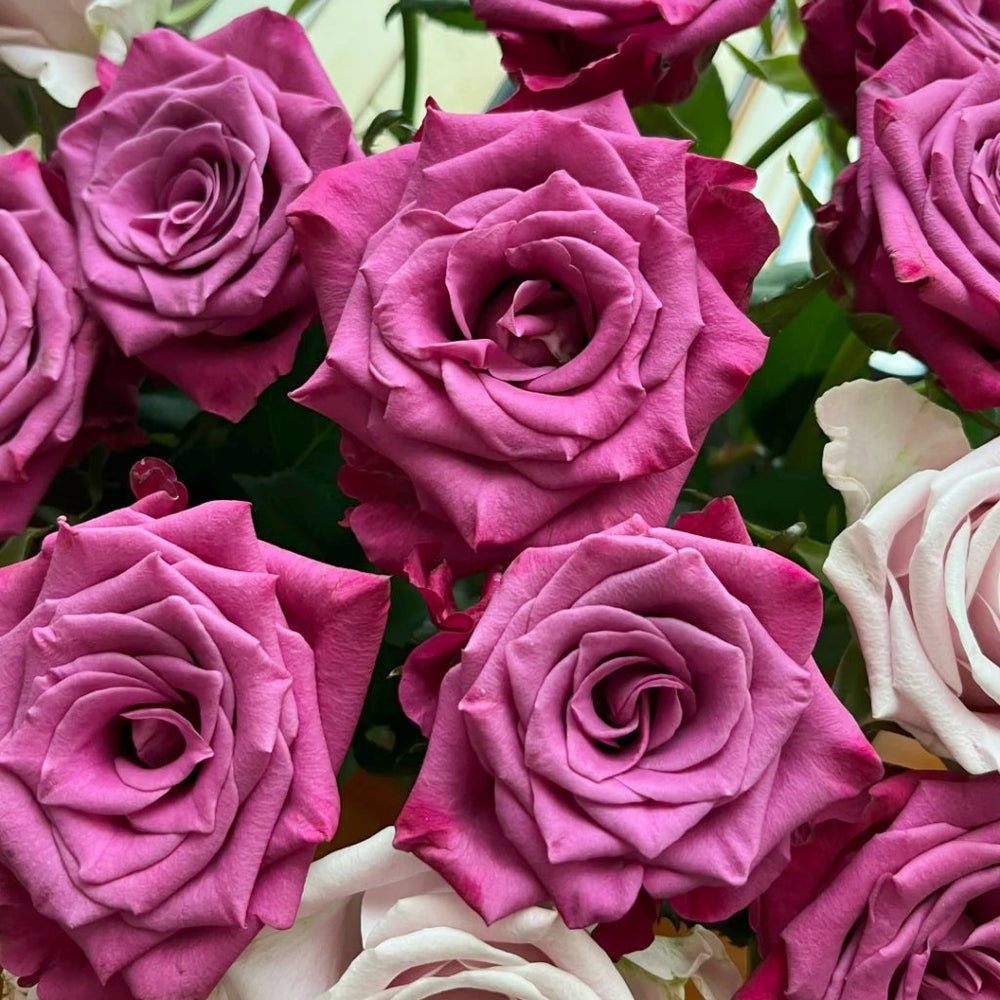 Cool Blue Rose