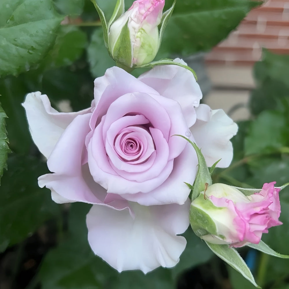 Cool Water Rose