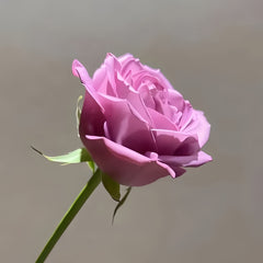 Cool Water Rose