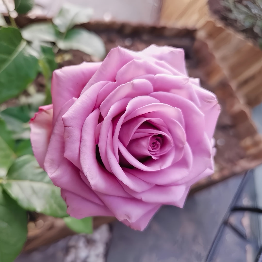 Cool Water Rose
