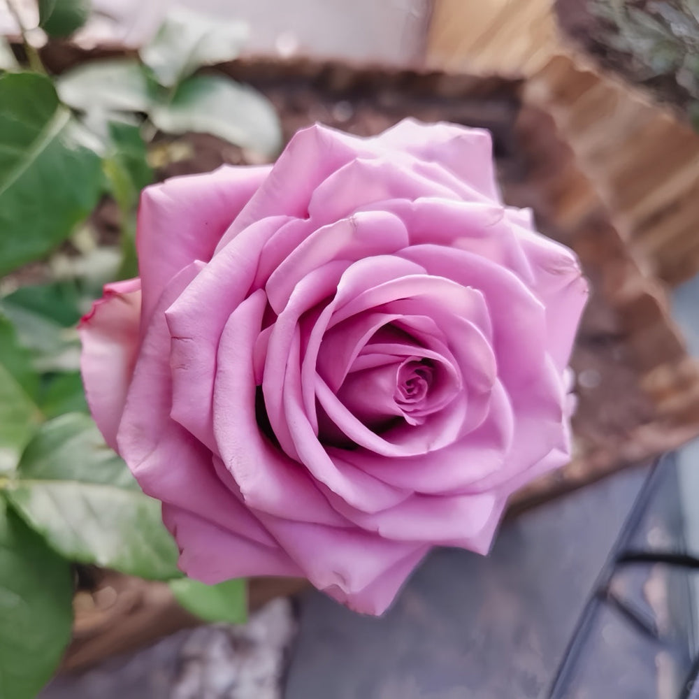 Cool Water Rose