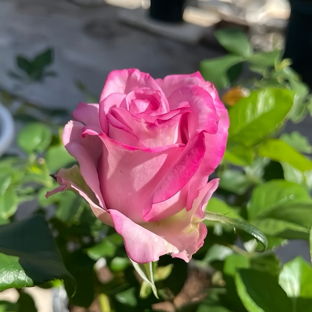 Cool Water Rose