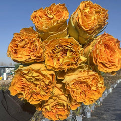 Copper Kiss Rose