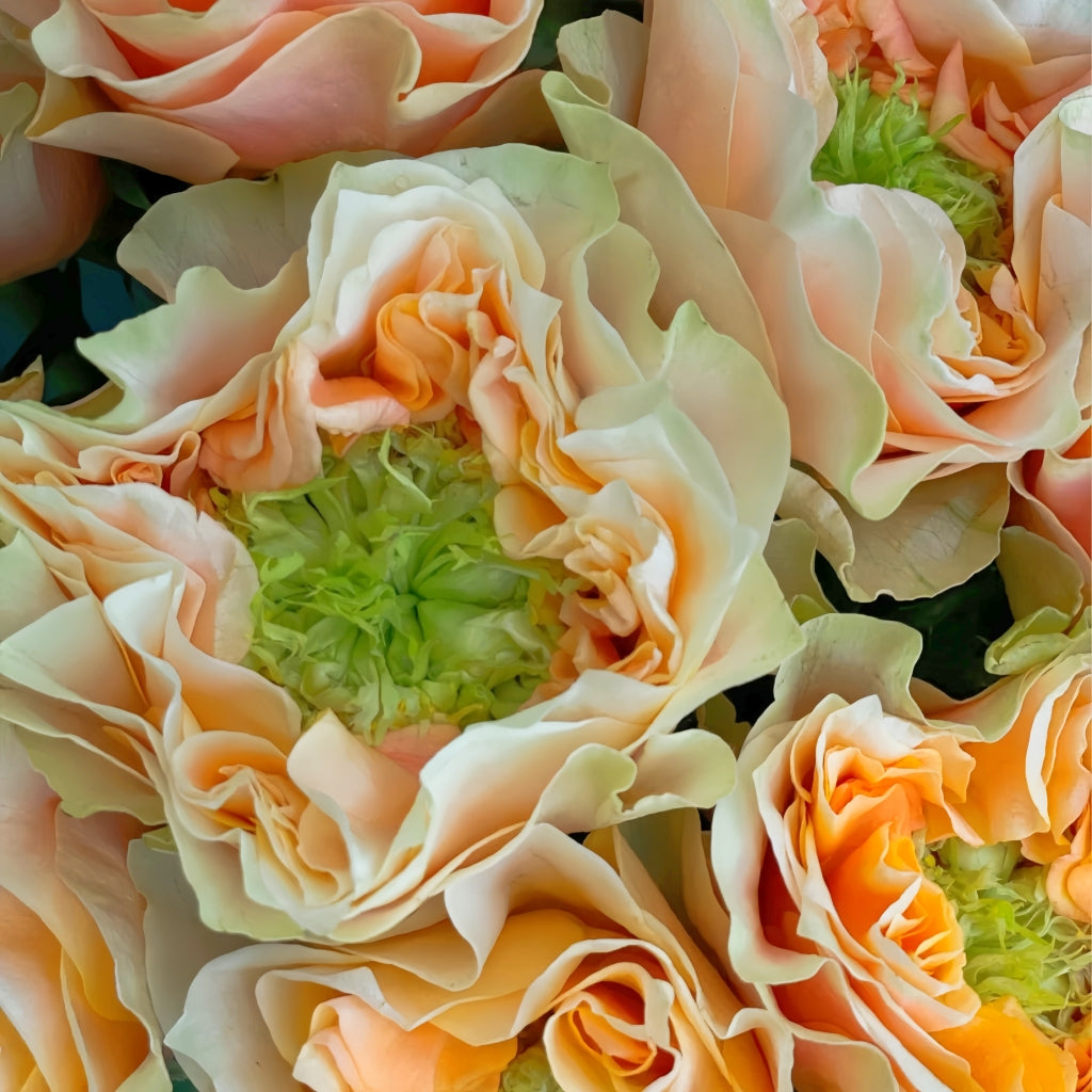 Copperfield Rose