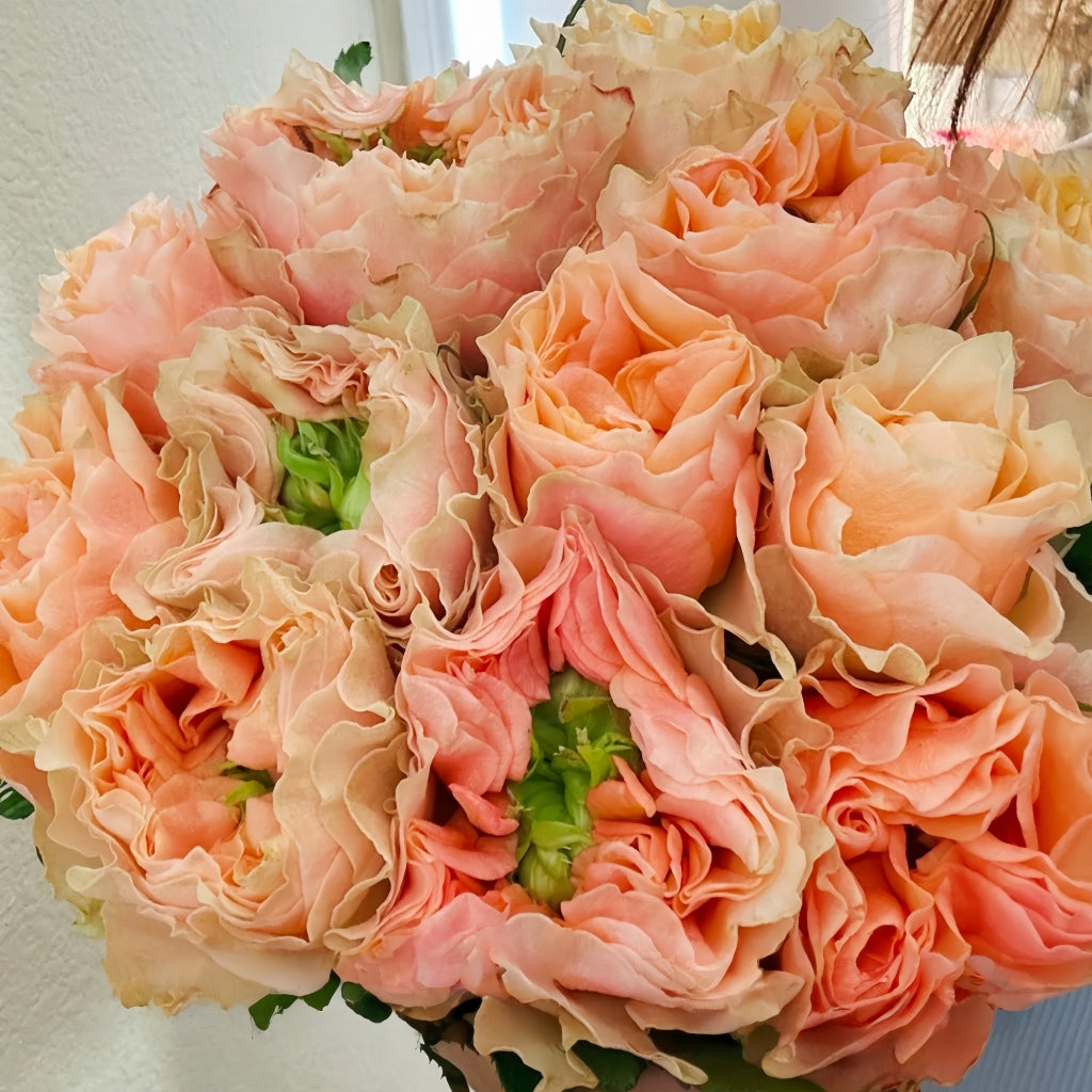 Copperfield Rose