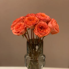 Coral X-Pression Rose