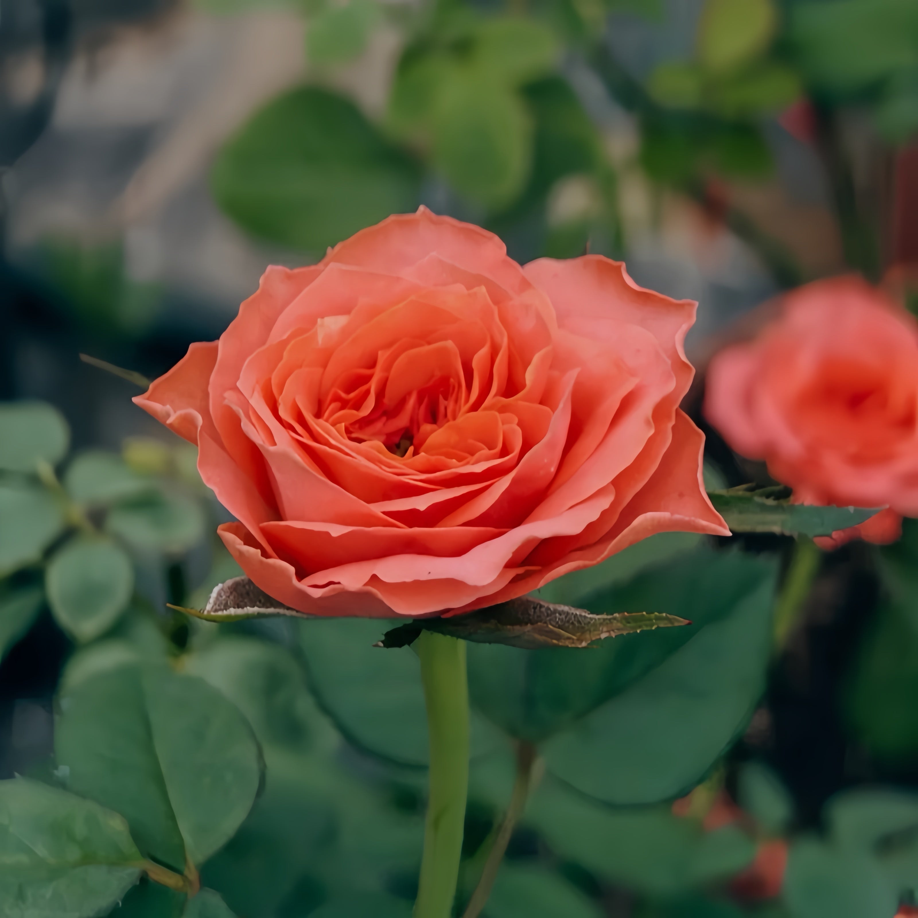 Coral X-Pression Rose