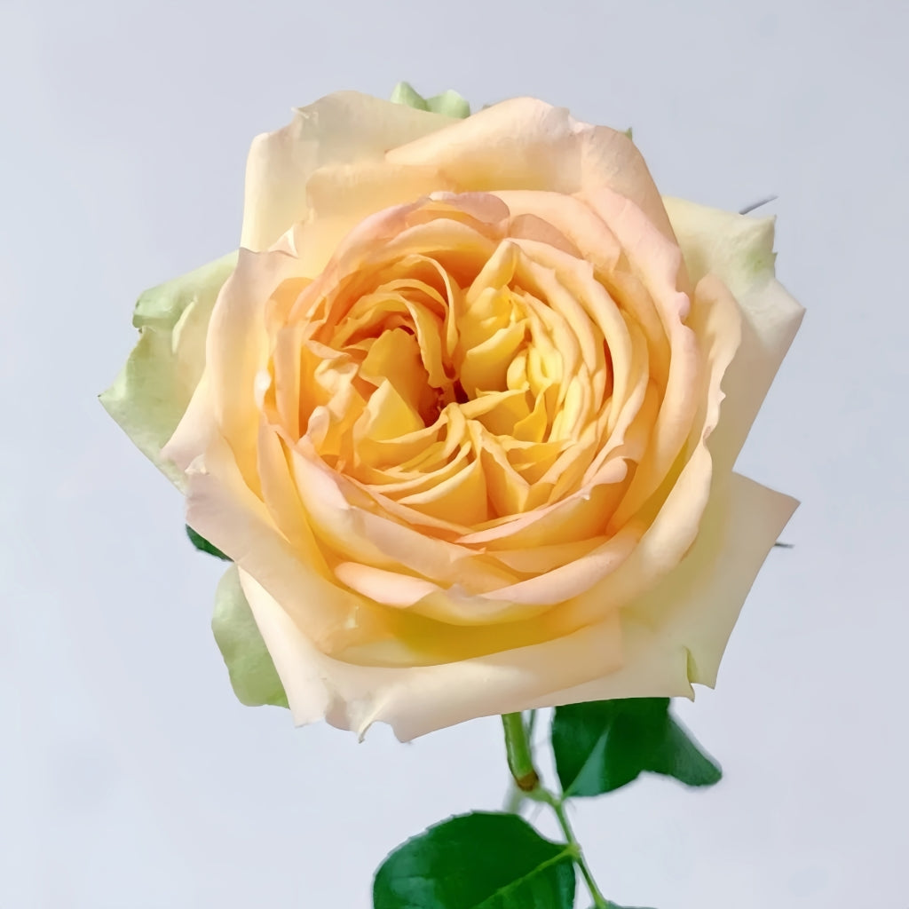 Cote d'or Rose