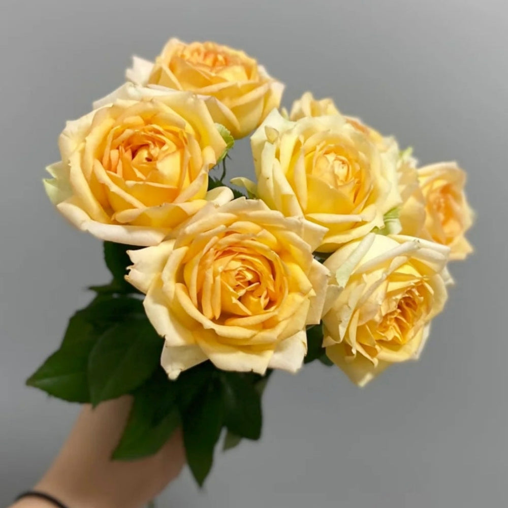 Cote d'or Rose