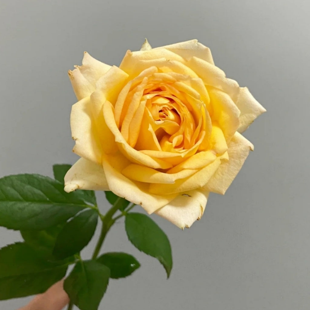 Cote d'or Rose
