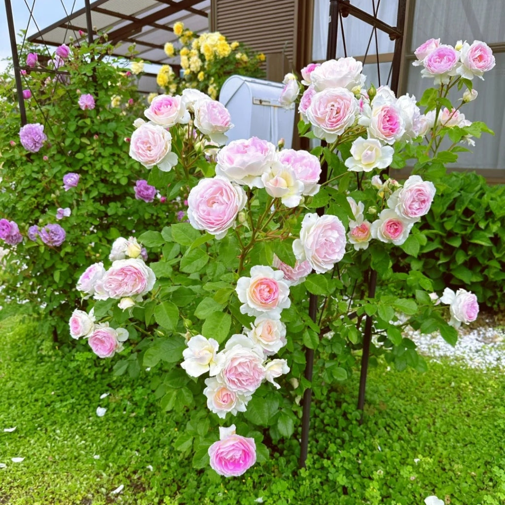 Couleur de l'amour Rose