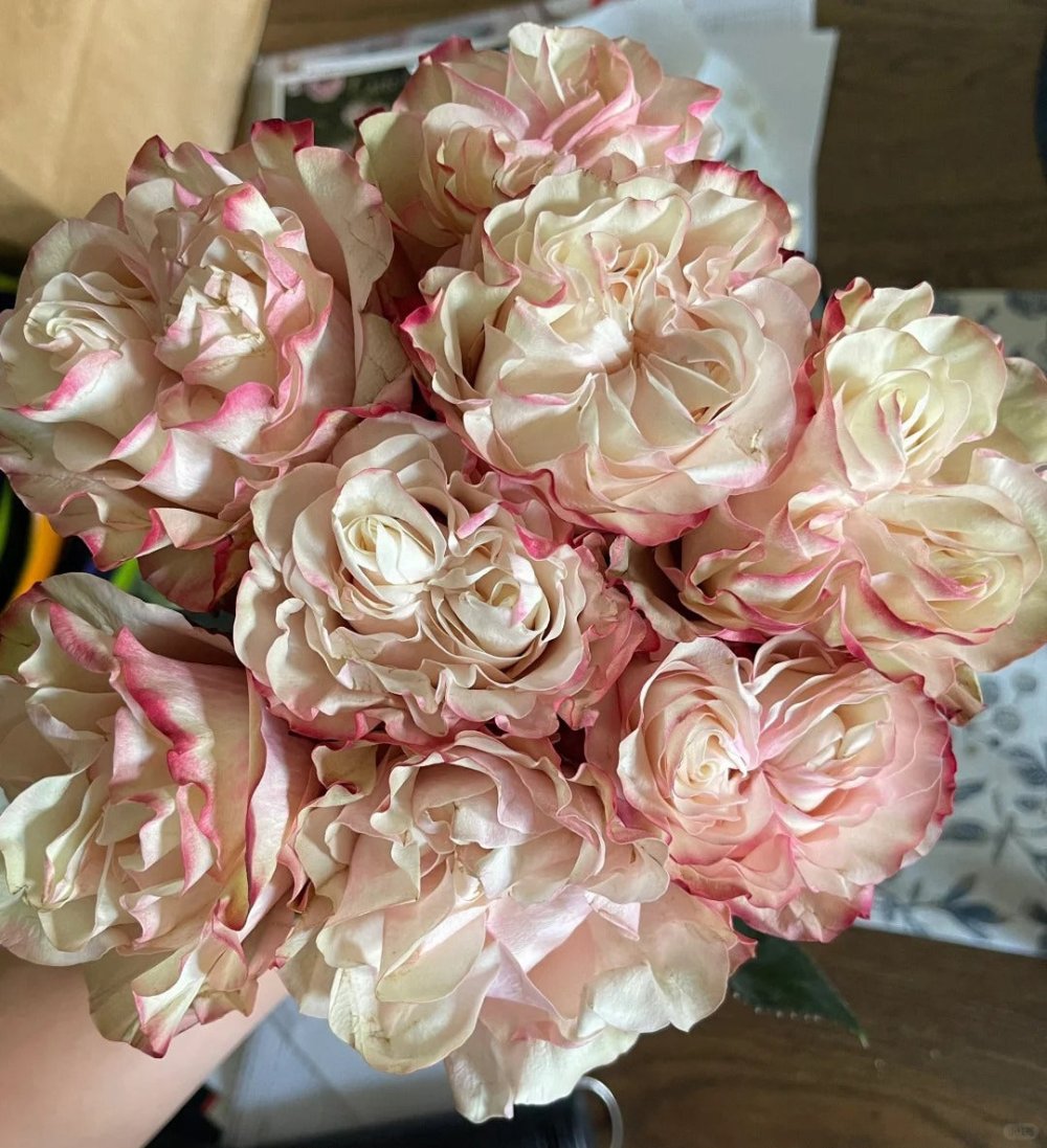 Country Candy Rose