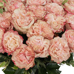 Country Candy Rose