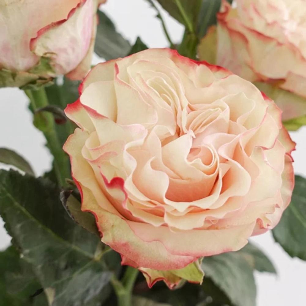 Country Candy Rose
