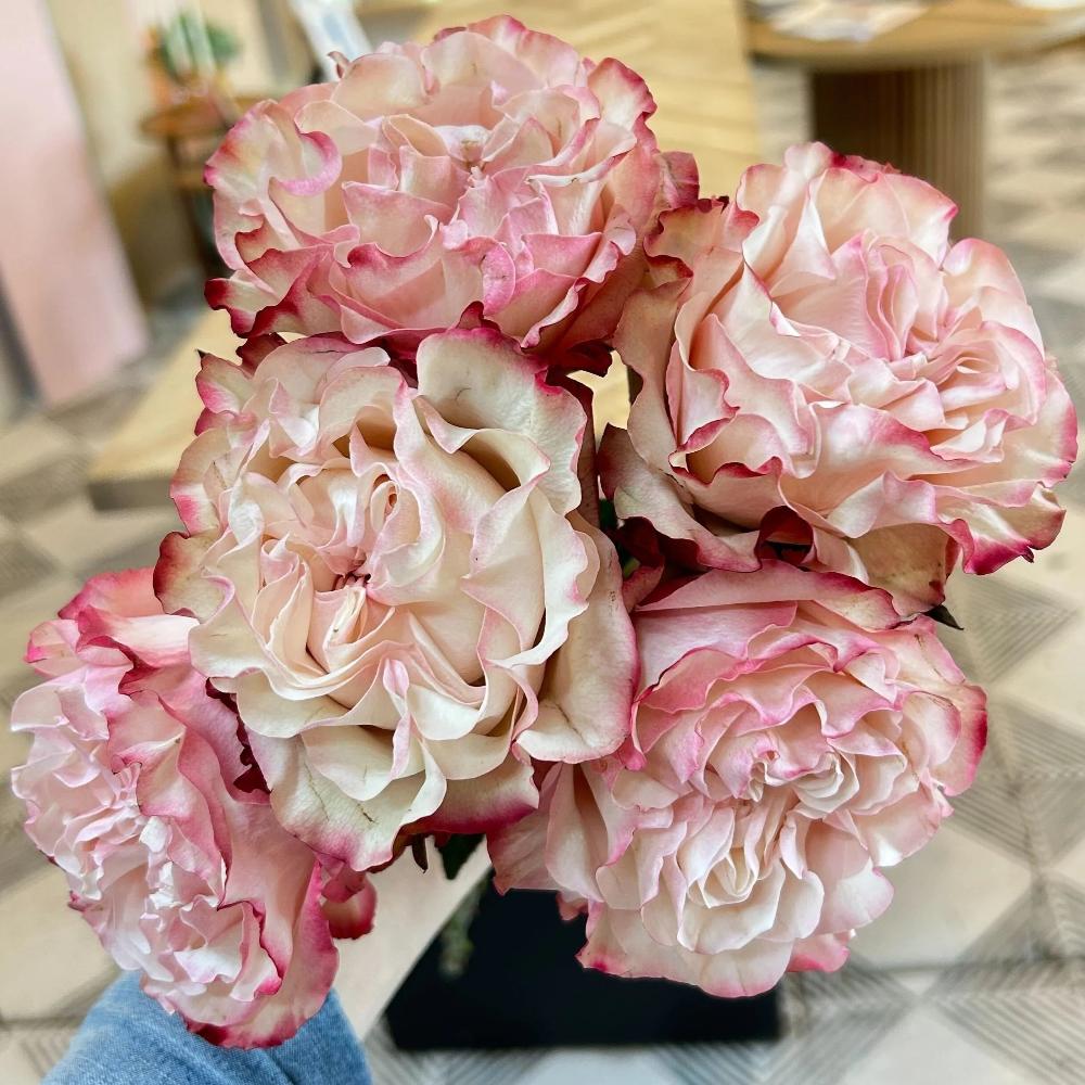 Country Candy Rose