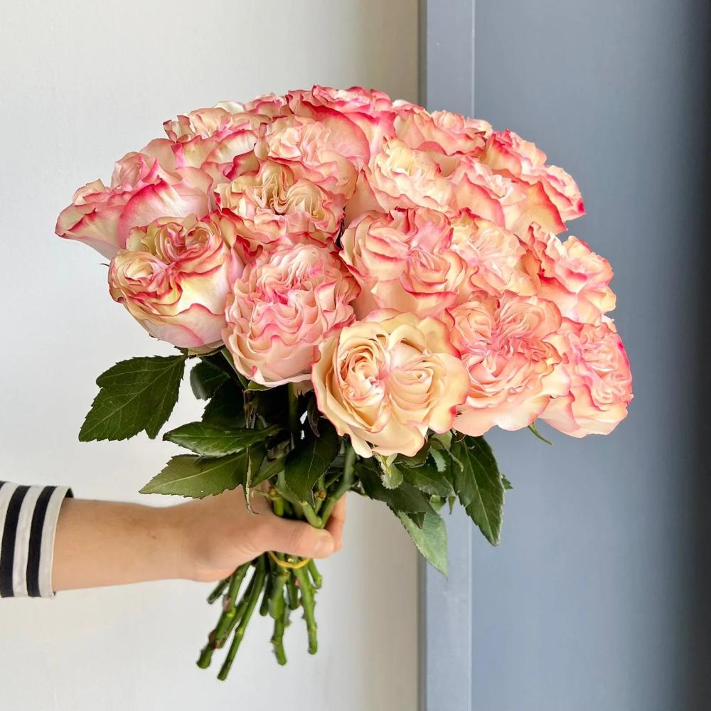 Country Candy Rose