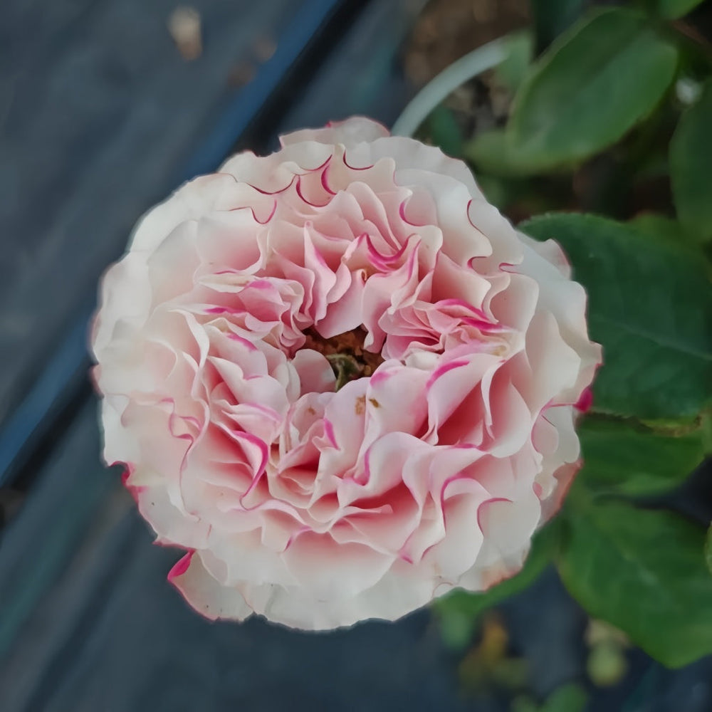 Country Candy Rose