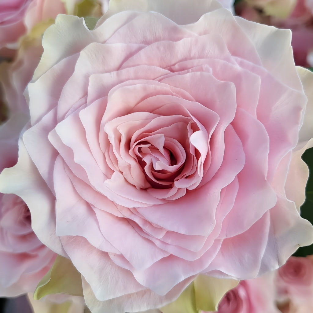 Country Peonia Rose