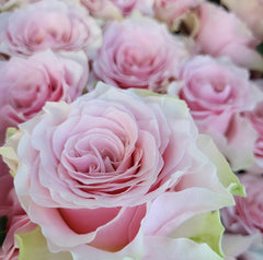 Country Peonia Rose