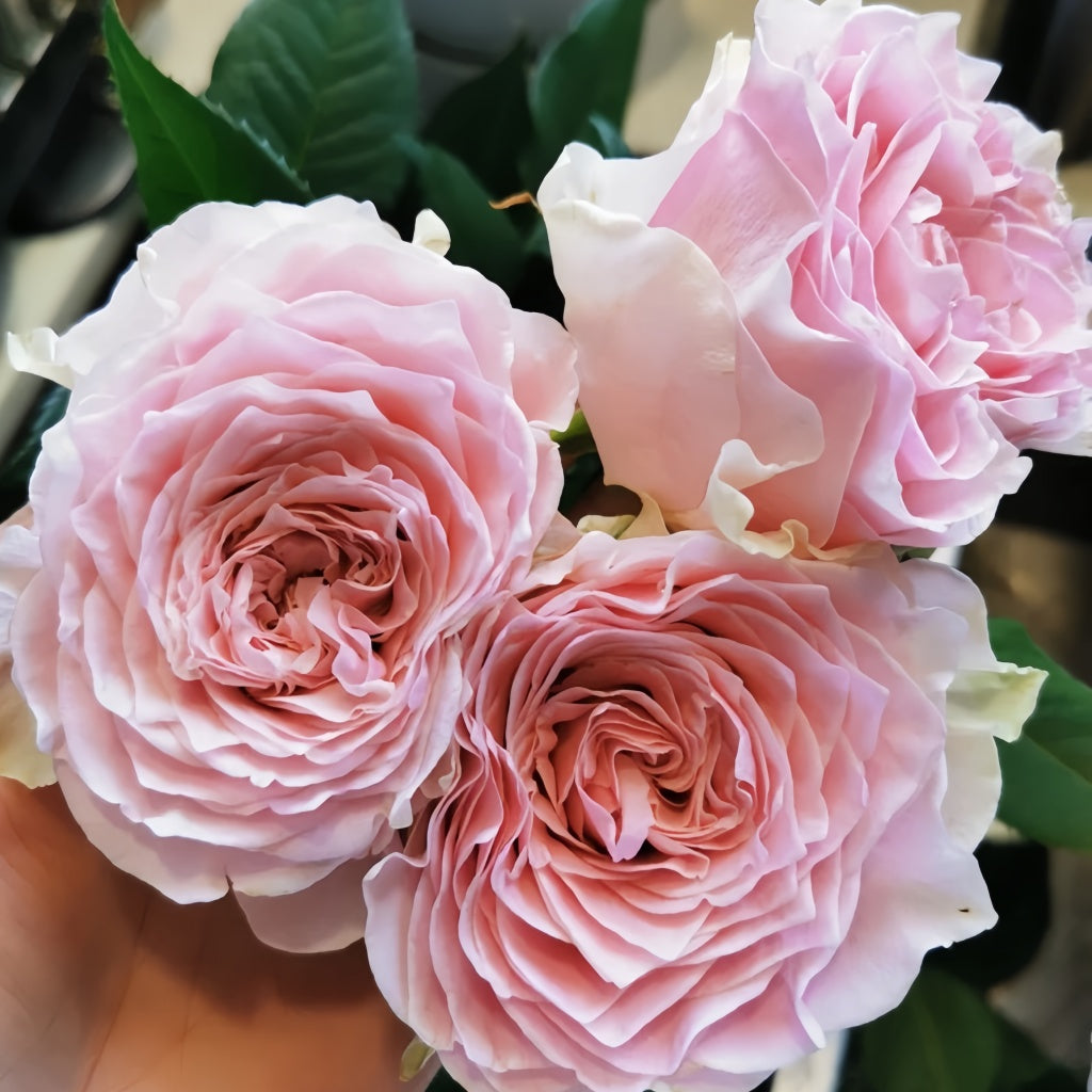 Country Peonia Rose