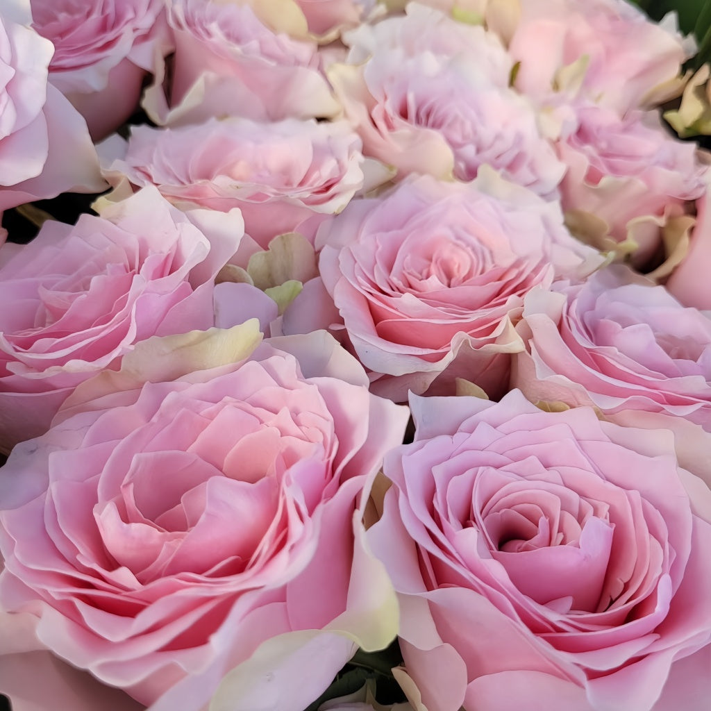 Country Peonia Rose