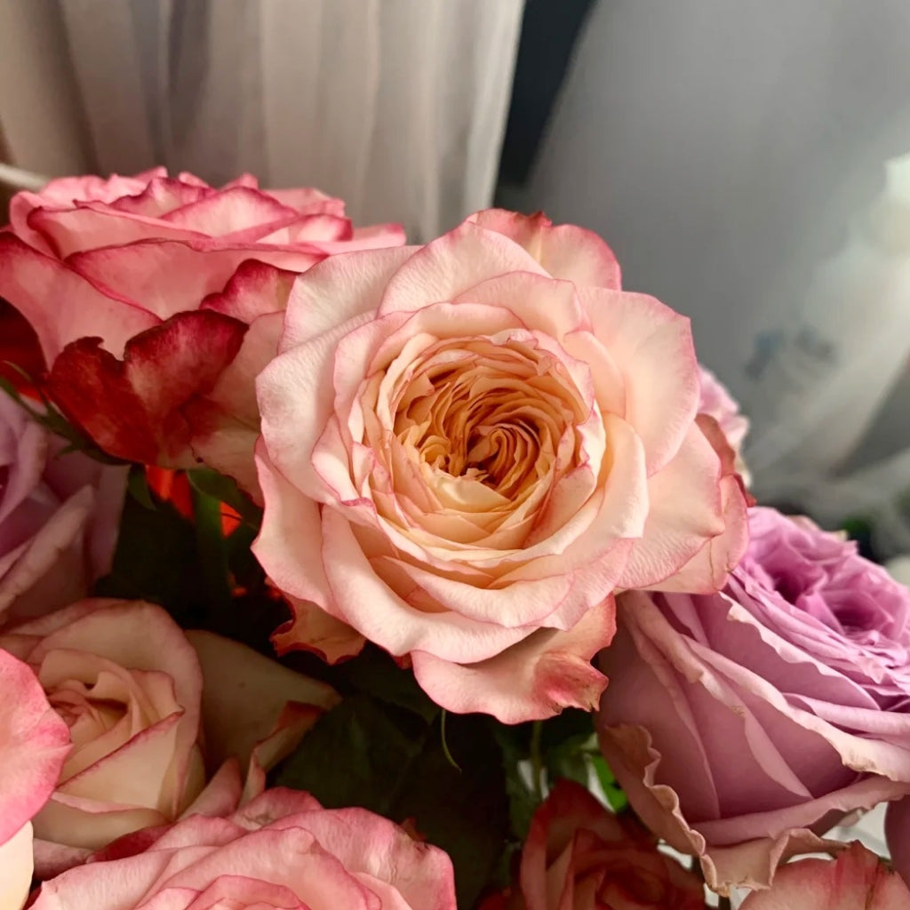 Country Spirit House Rose