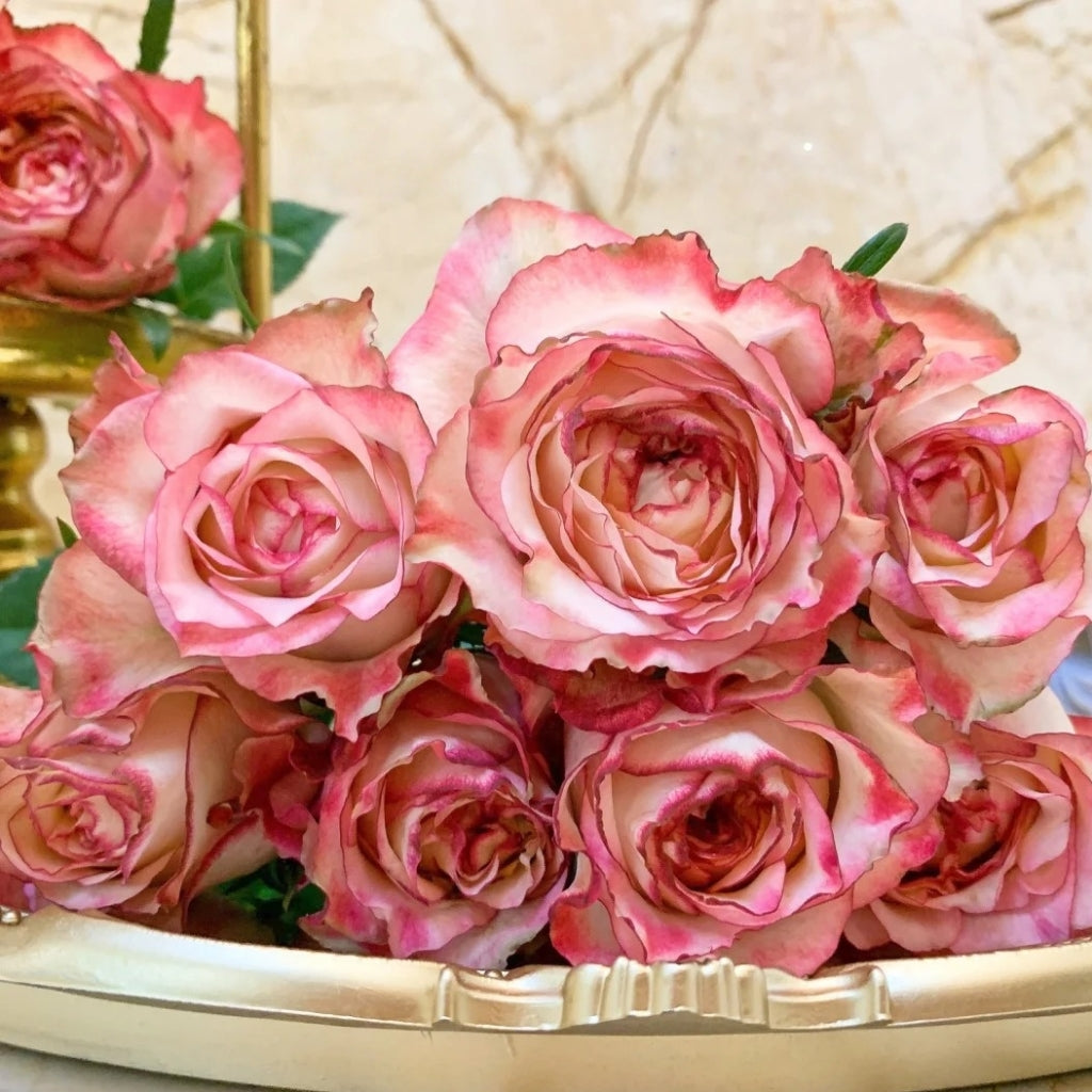 Country Spirit House Rose
