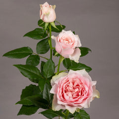 Country Spirit Peonia Rose