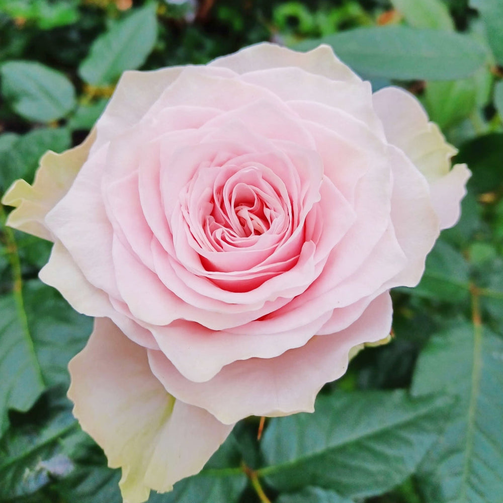Country Spirit Peonia Rose