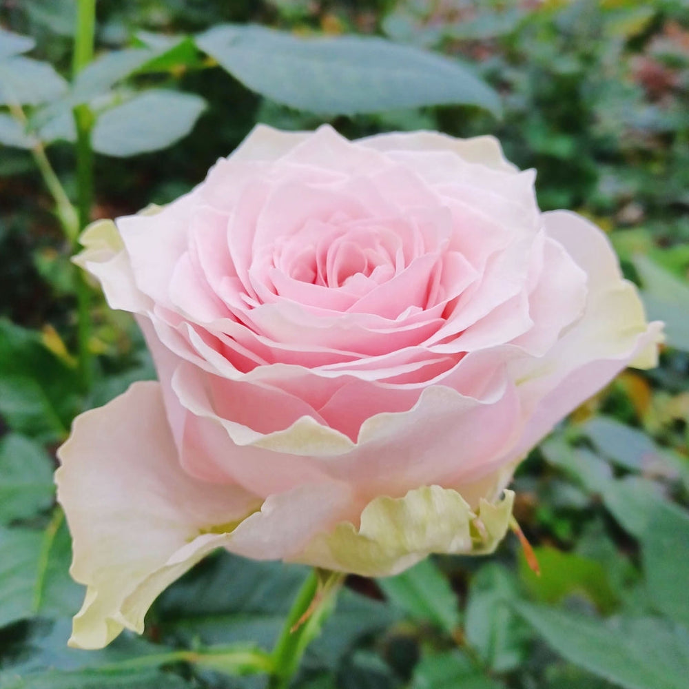 Country Spirit Peonia Rose