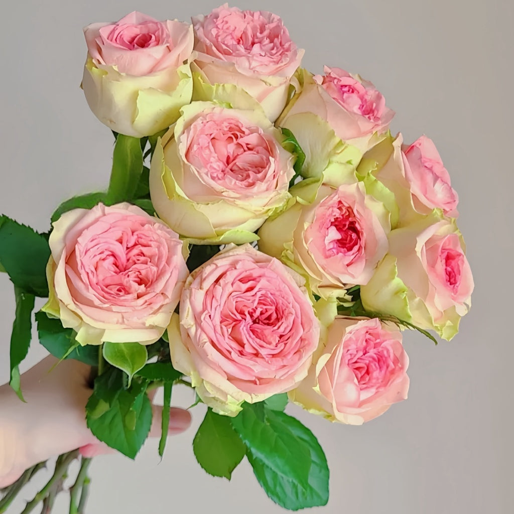 Country Spirit Princess Rose