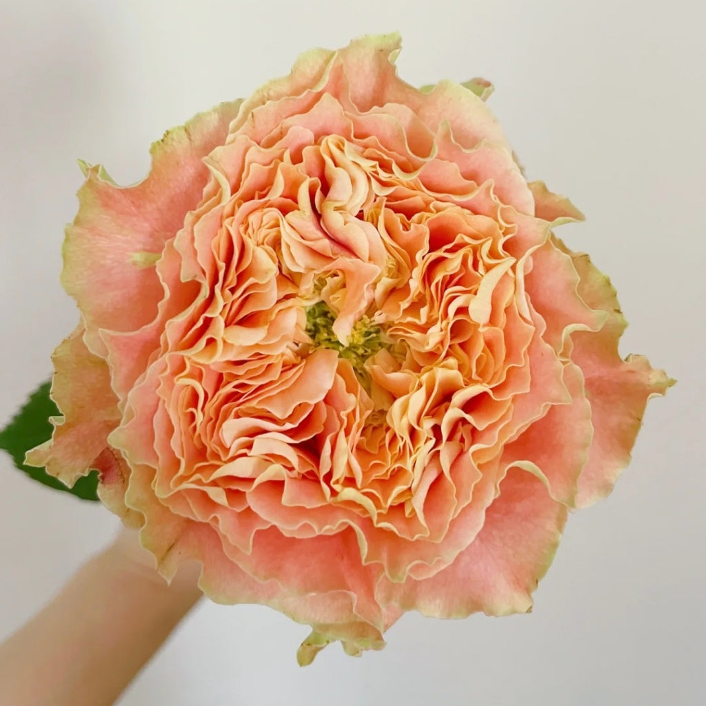 Country Spirit Secret Rose