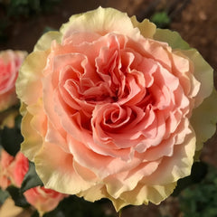Country Spirit Secret Rose