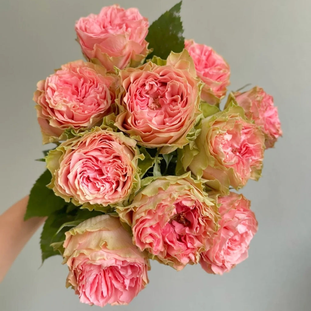 Country Spirit Secret Rose