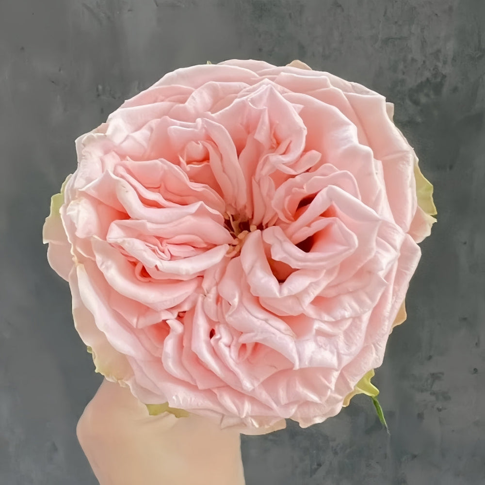 Country Spirit Secret Rose