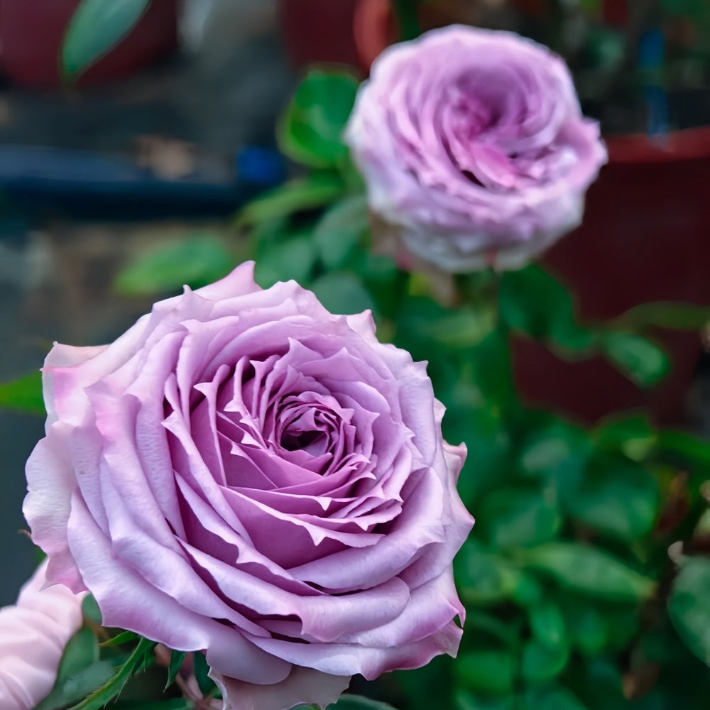 Country Spirit Song Rose