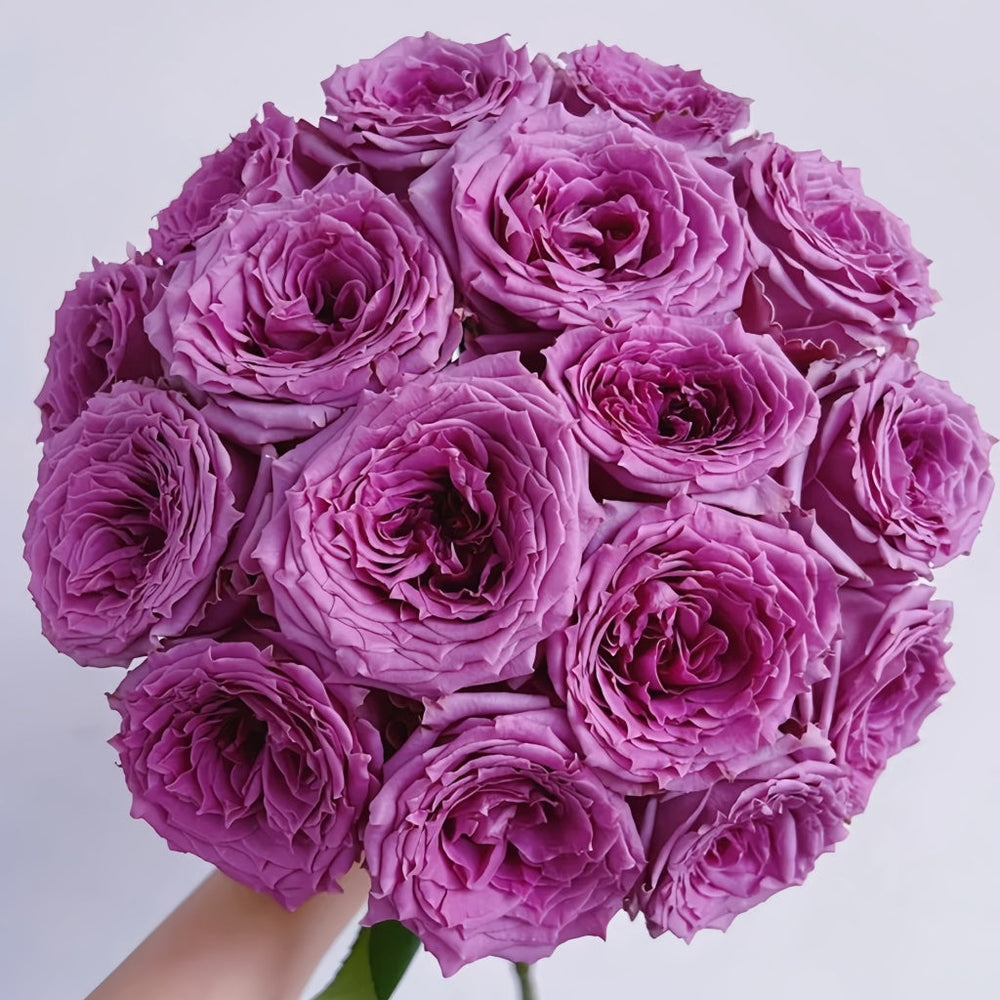 Country Spirit Song Rose