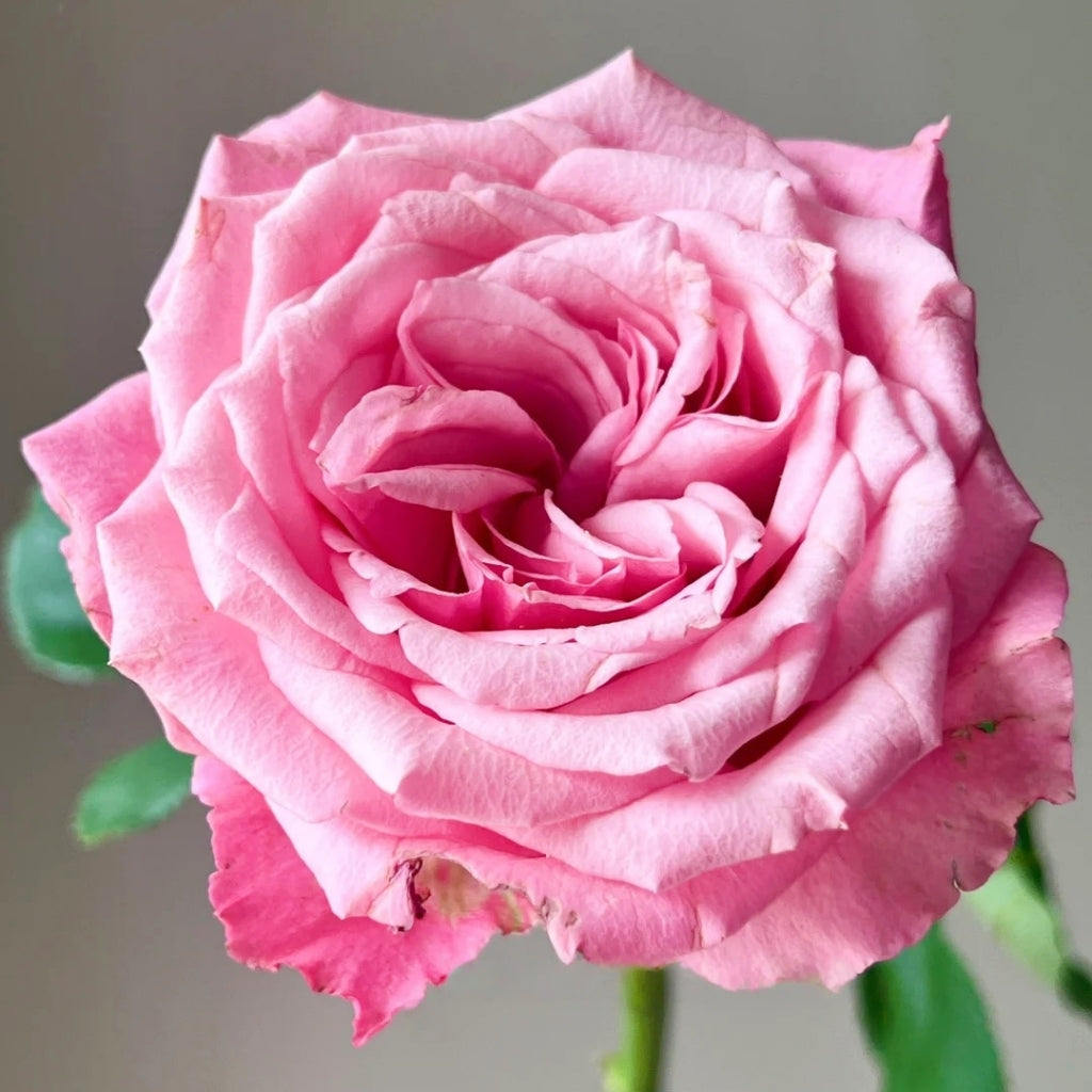 Cranberries Rose