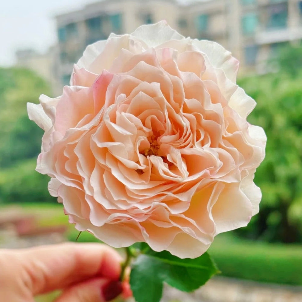 Cream Peach Rose