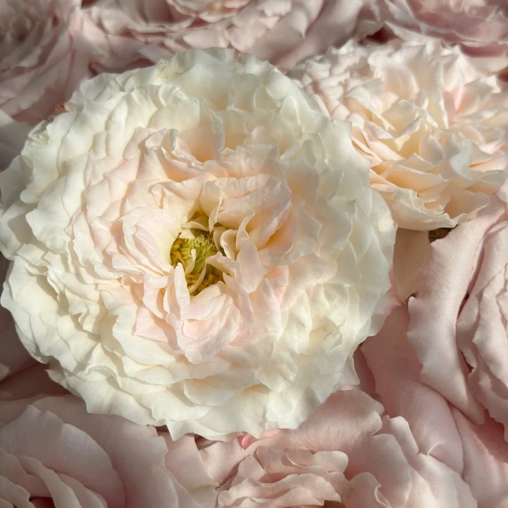 Cream Peach Rose