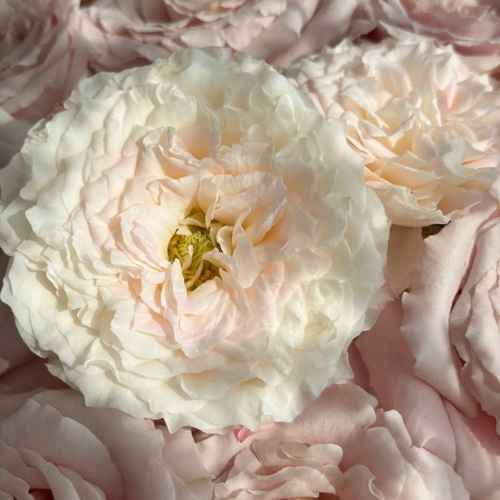 Cream Peach Rose
