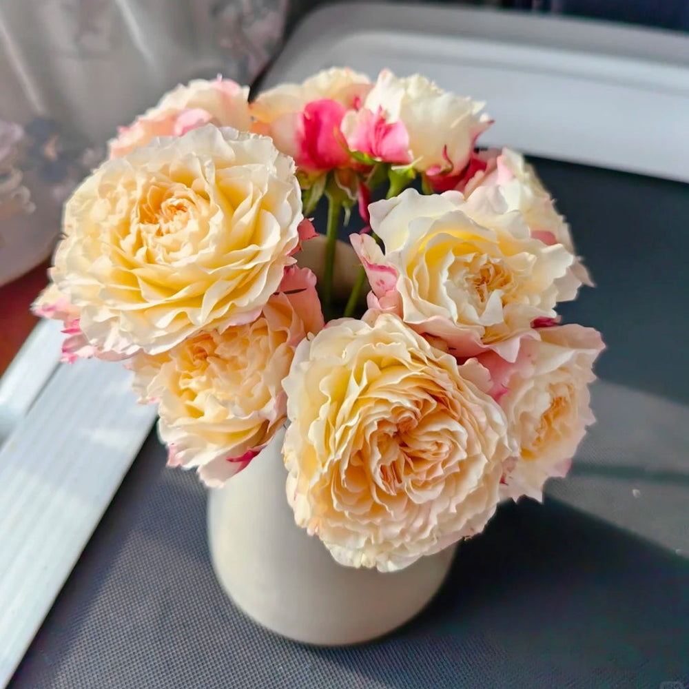 Cream Peach Rose