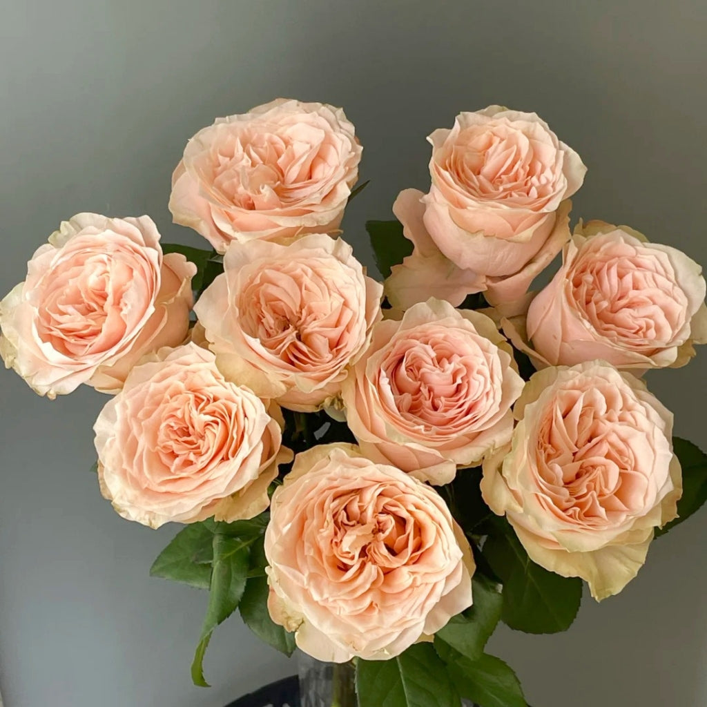 Cream Puff Rose