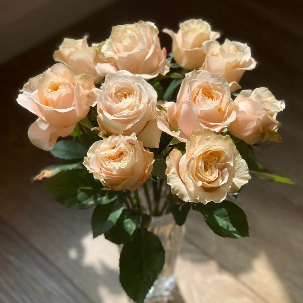 Cream Puff Rose