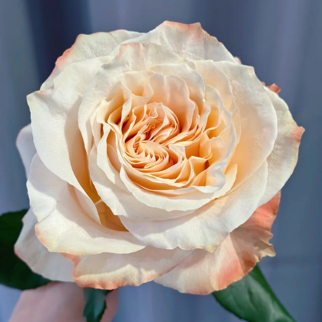 Cream Su Rose