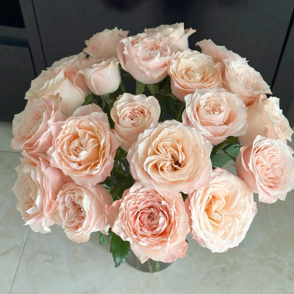 Cream Su Rose