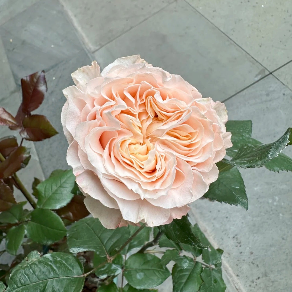Cream Su Rose