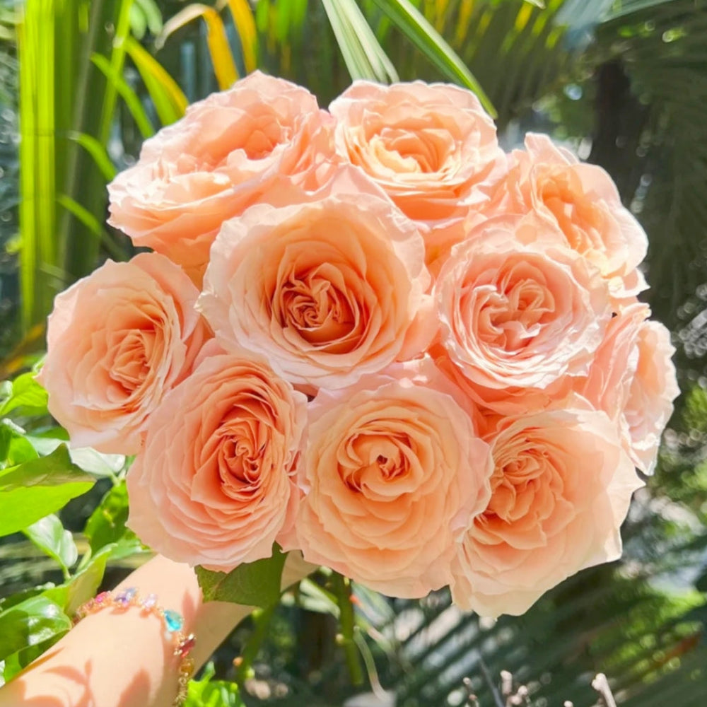Cream Su Rose