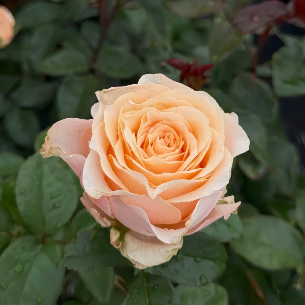 Cream Su Rose